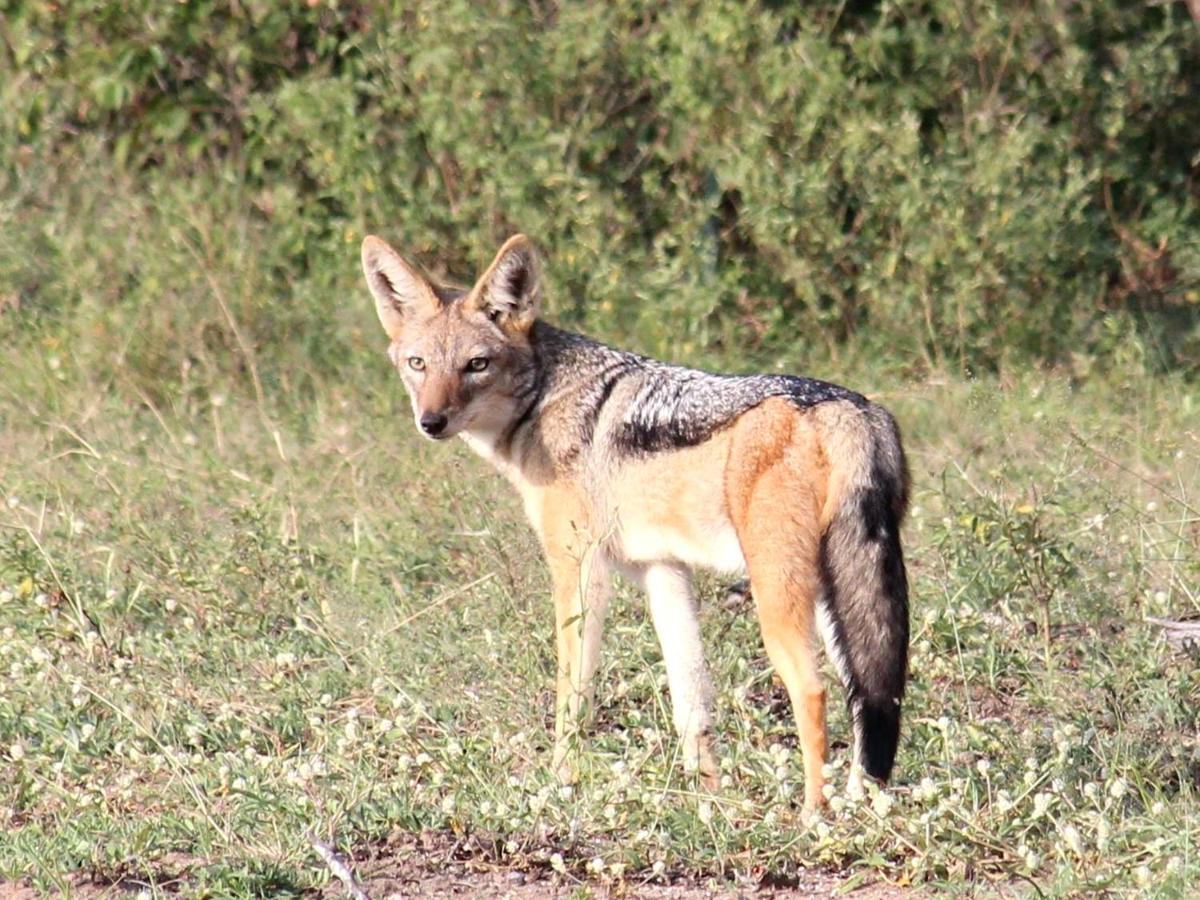 Iphofolo Lodge & Tented Camp Vivo Luaran gambar