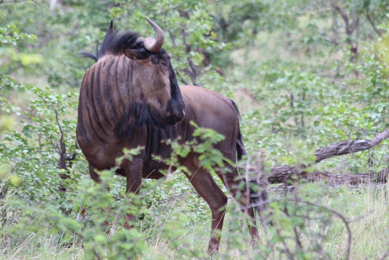 Iphofolo Lodge & Tented Camp Vivo Luaran gambar